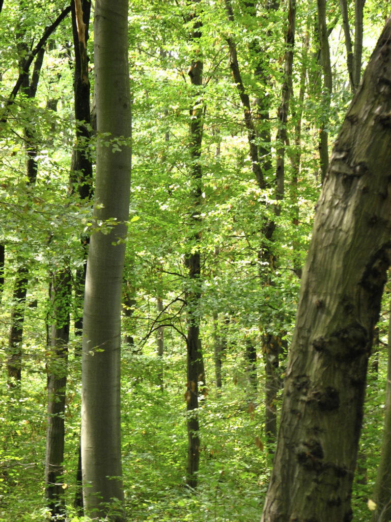 landscape, forest, mountain mecsek, hungary